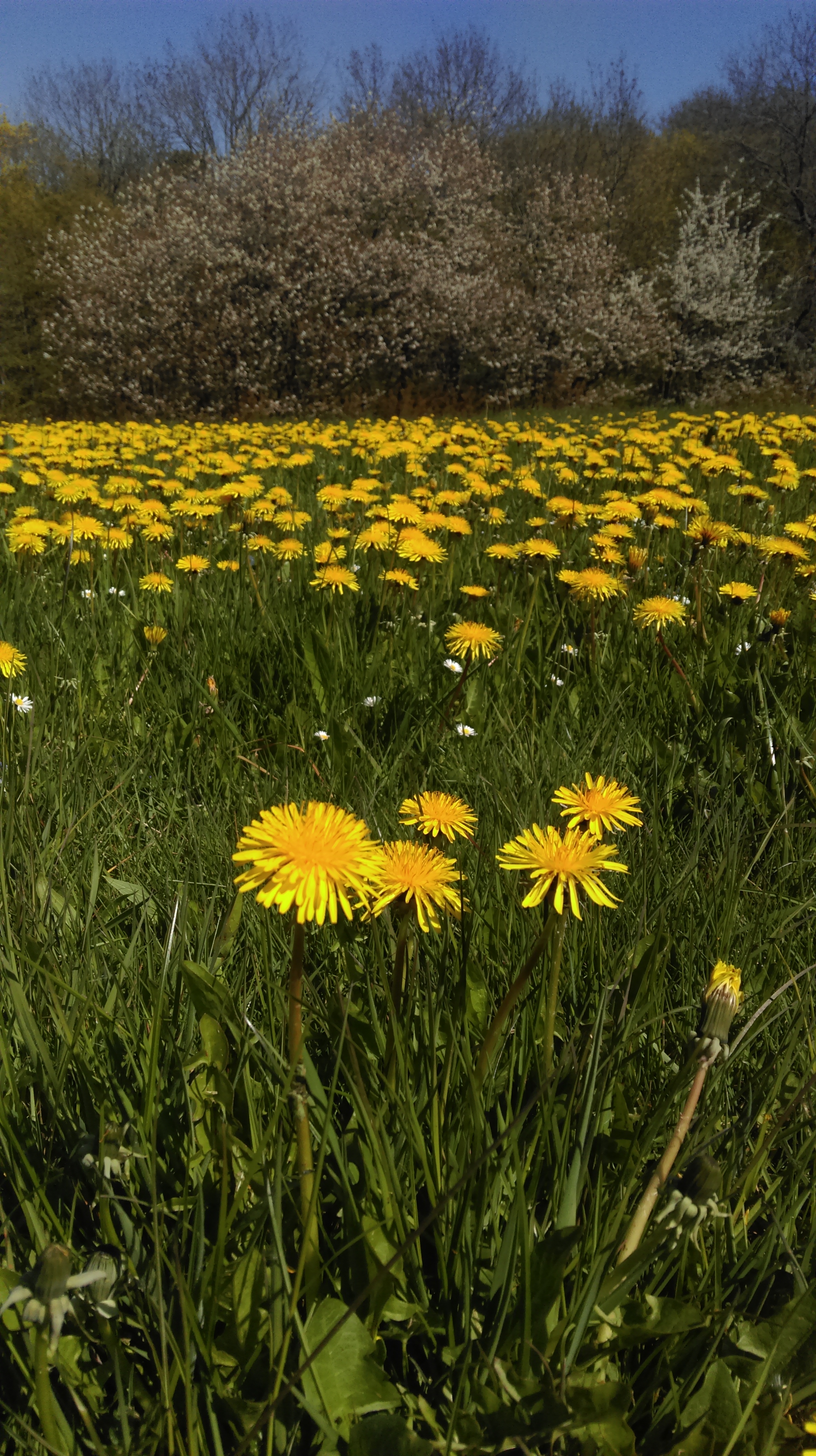 In praise of dandelions