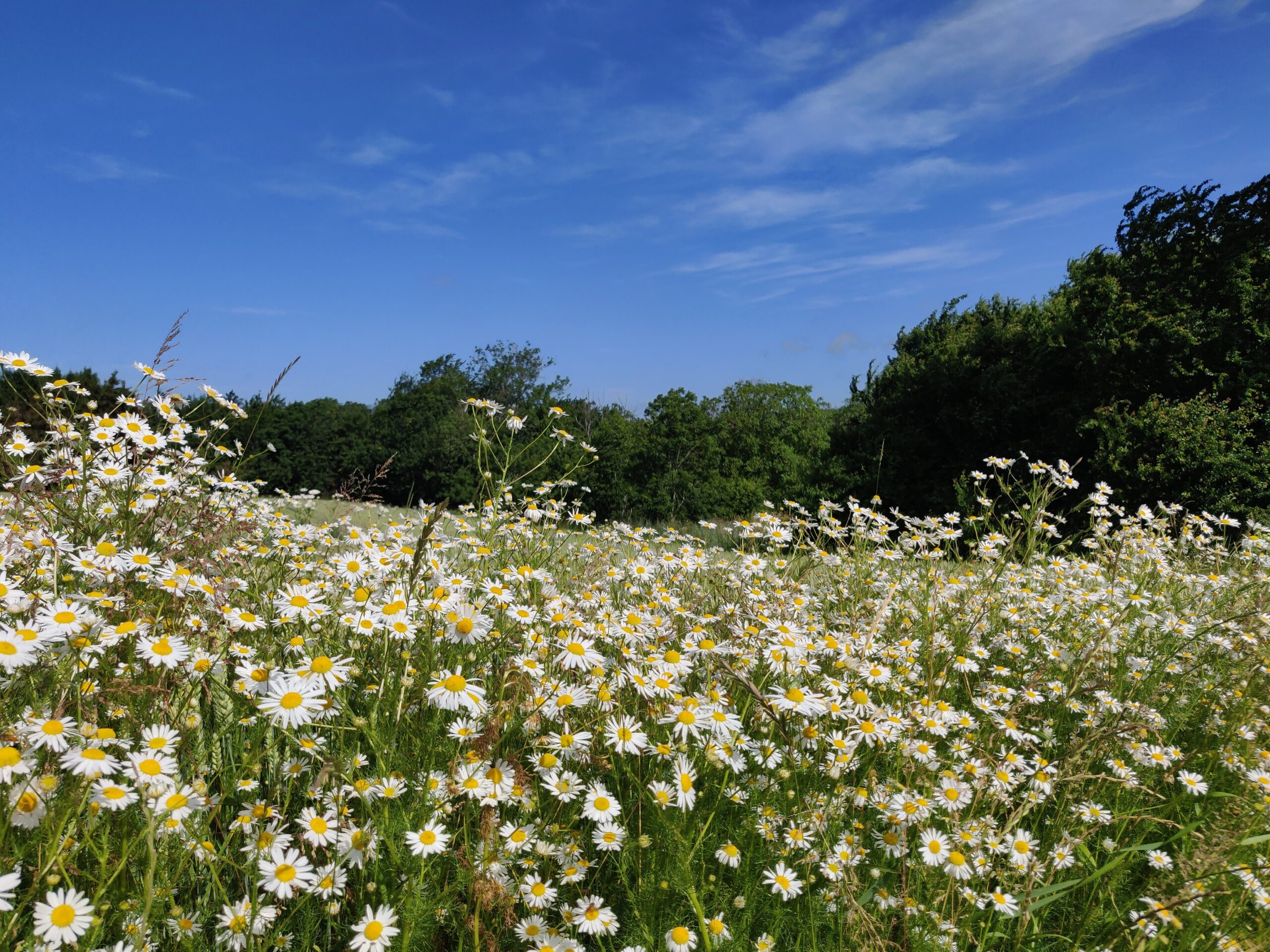 Stavehøl through the seasons  – 2